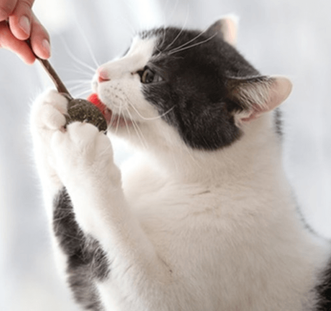 고양이 캣닢 섭취 사진