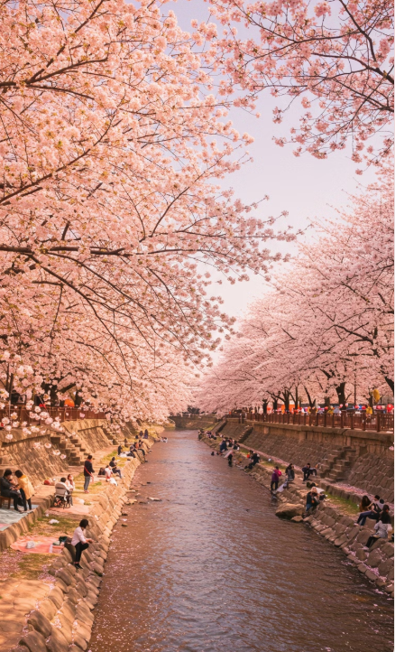 벚꽃 개화 절정 시기