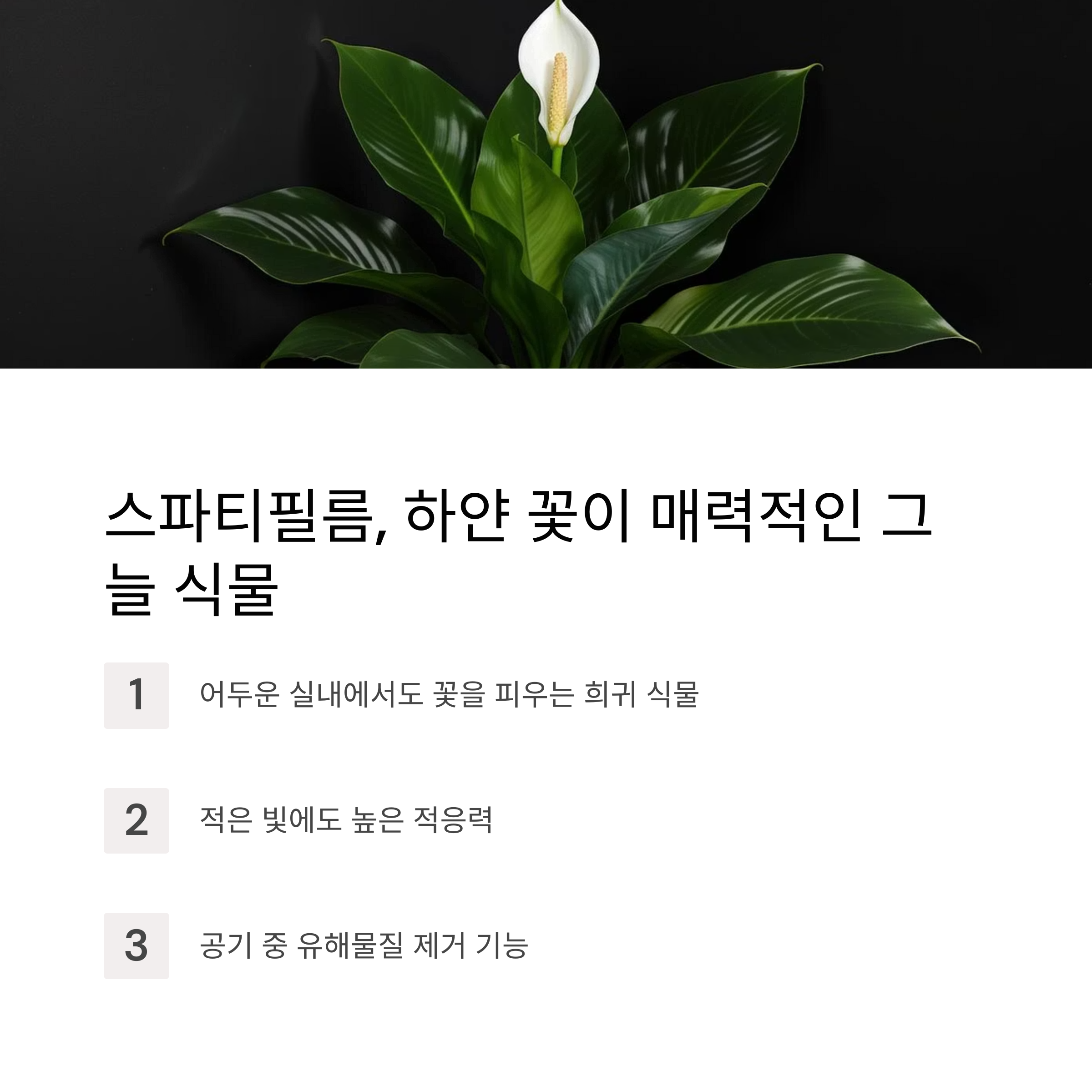 스파티필름