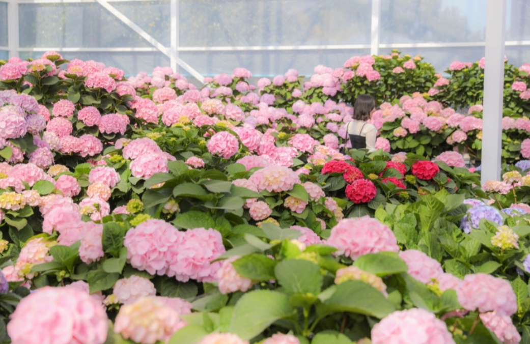 휴애리 봄 수국축제 일정 및 위치 관련 사진