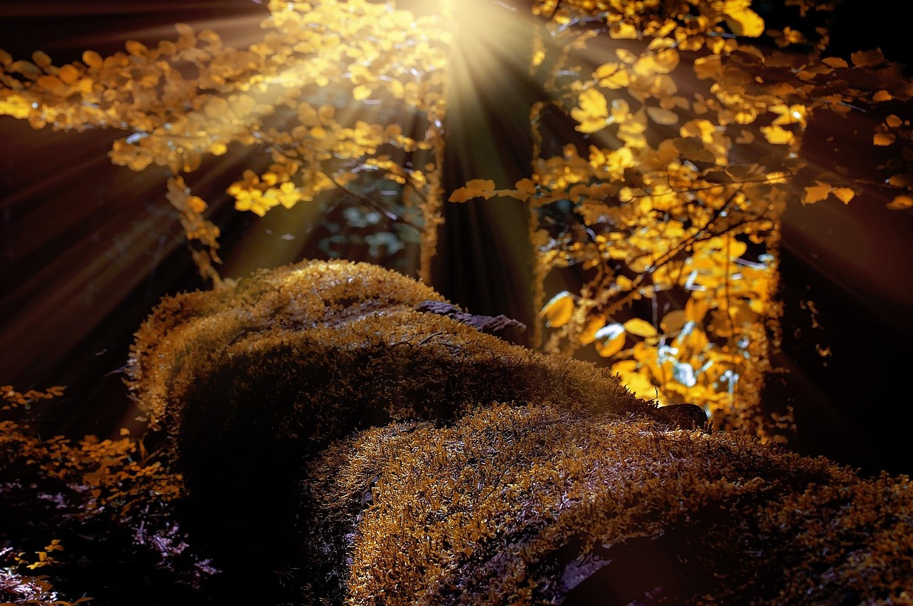 forest-trees-moss-autumn-sunlight