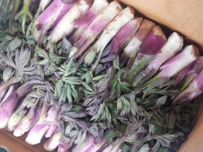 땅두릅 참두릅 효능과 부작용 