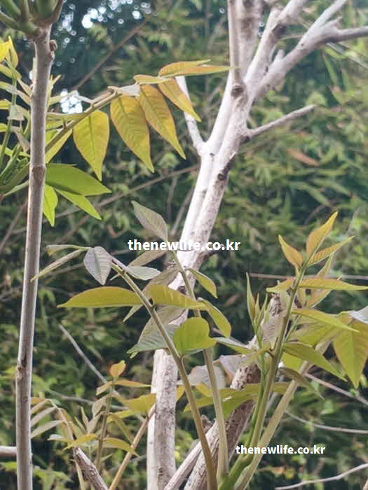 가죽나물 효능 영양성분 퀘르세틴