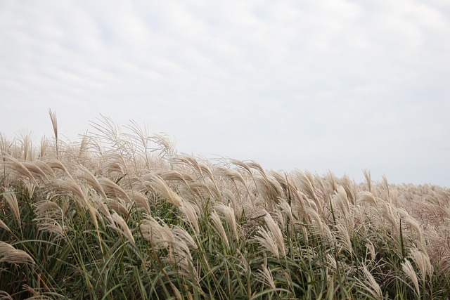 안산 갈대습지공원 생테 체험, 바다향기수목원 정원 산책, 가족 나들이 추천