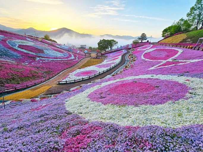 산청 꽃잔디축제