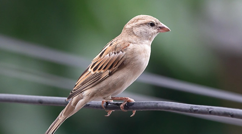 허용 전류의 결정 요인