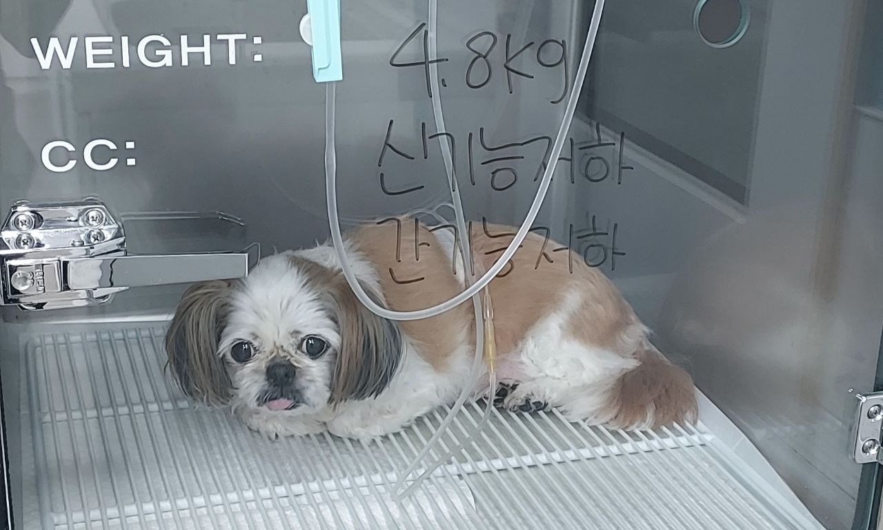 15살 노령견 별이, 수액 치료 받는 모습