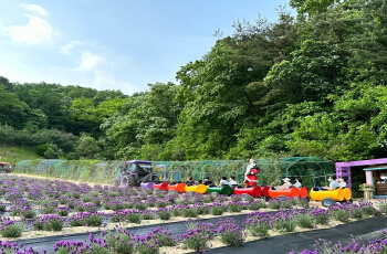허브아일랜드 라벤더 축제 깡통기차