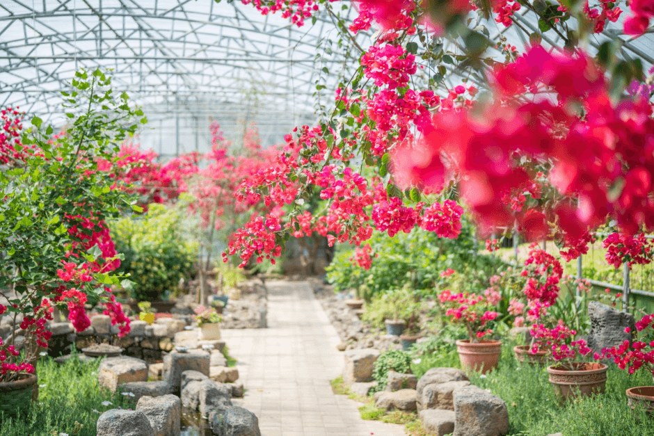 부겐빌레아 축제