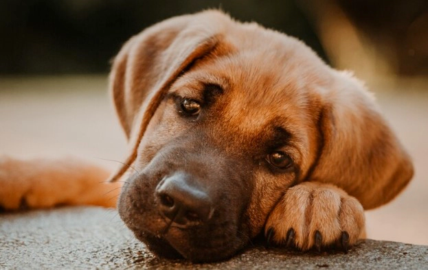 강아지 소화제 먹이면 좋은 것