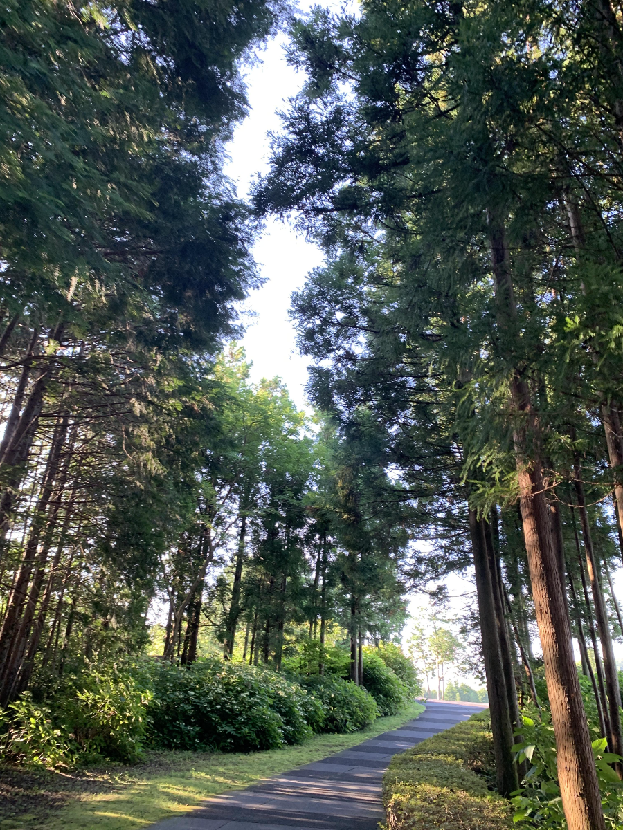 사이프러스 CC 골프장 풍경