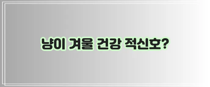 고양이 겨울철 건강 관리 꿀팁, 꼭 확인하세요!