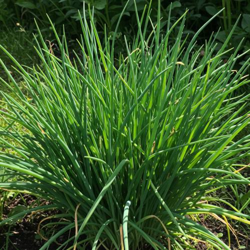 부추 요리 추천 재료