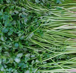 미나리 효능 부작용 고르는법 칼로리