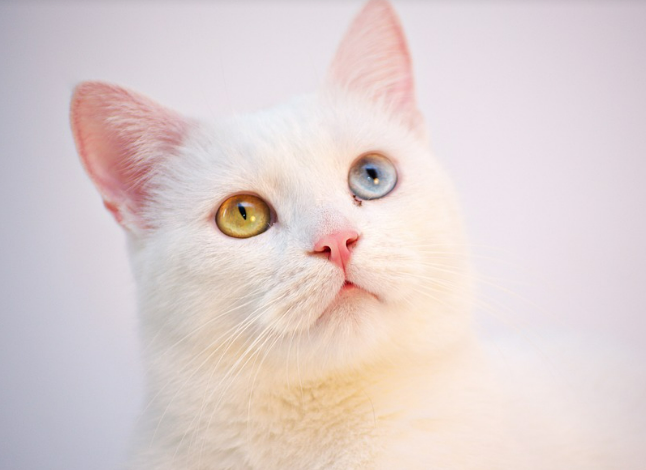 고양이