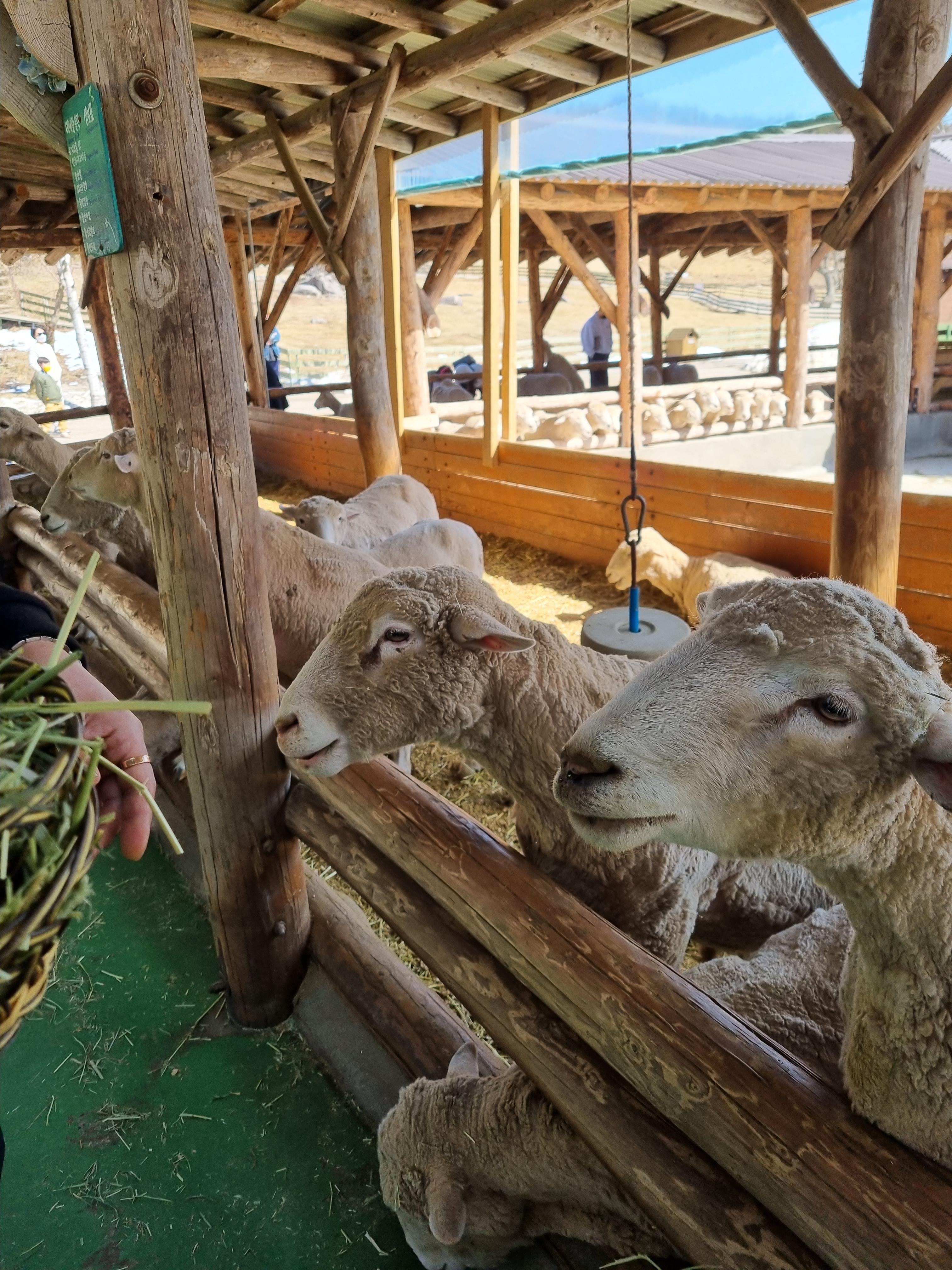 대관령 양떼목장 건초체험