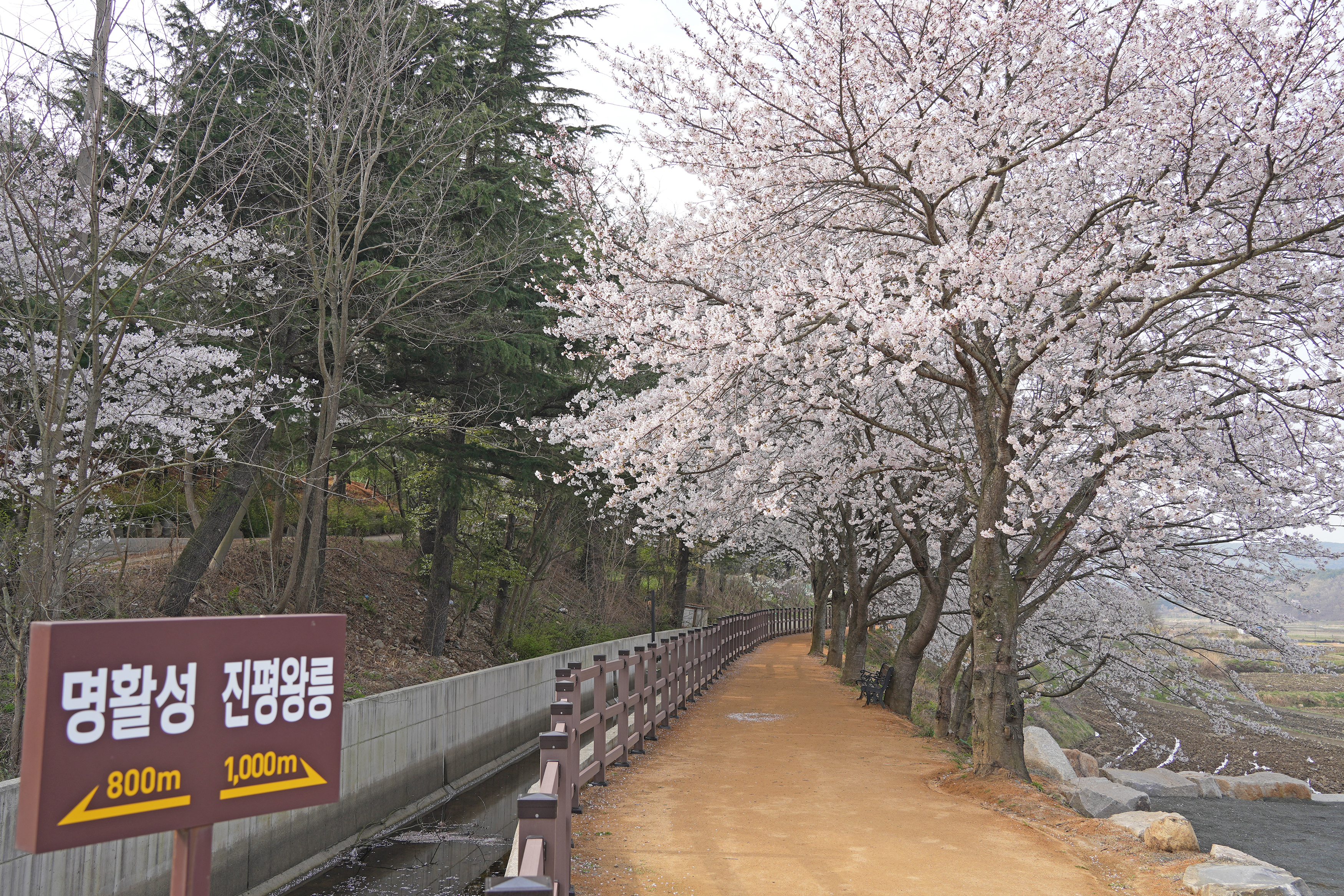 선덕여왕길 관련사진 5