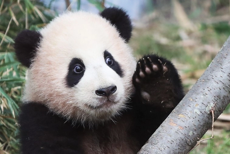 푸바오 반환 이유 근황 및 푸바오 생일 성장 영상 사진 정리