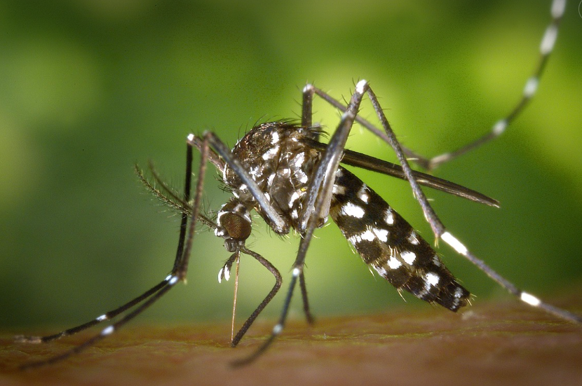 이집트숲모기의 모습