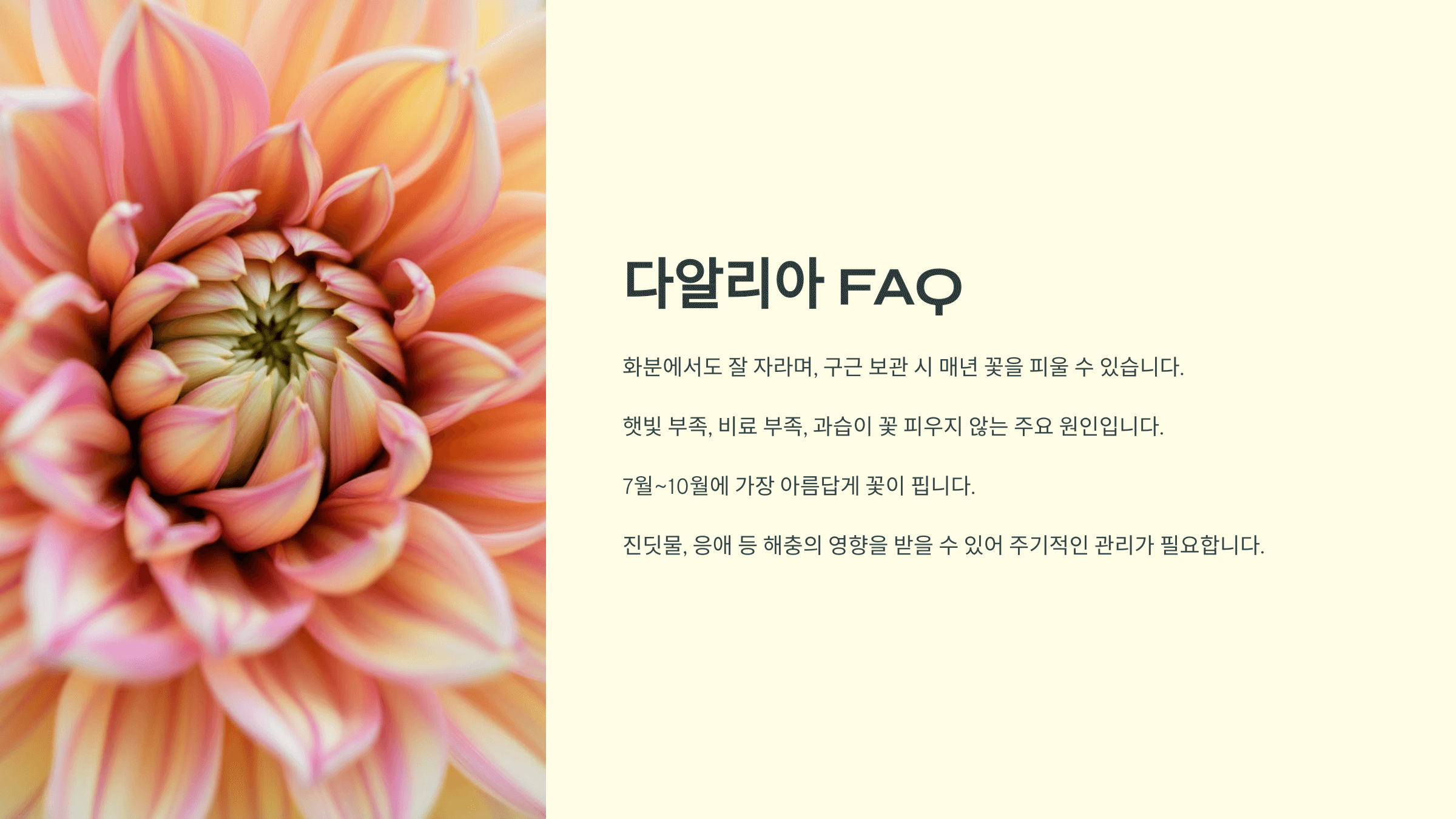 다알리아꽃 사진입니다.