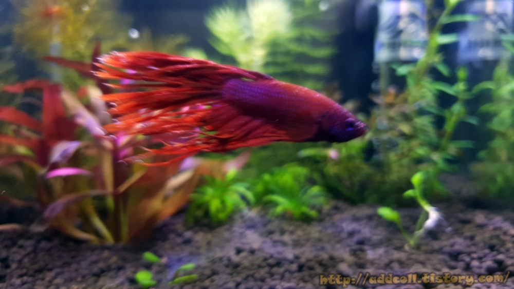 힘내기 시작한 베타 하지만 사료를 먹지 않음