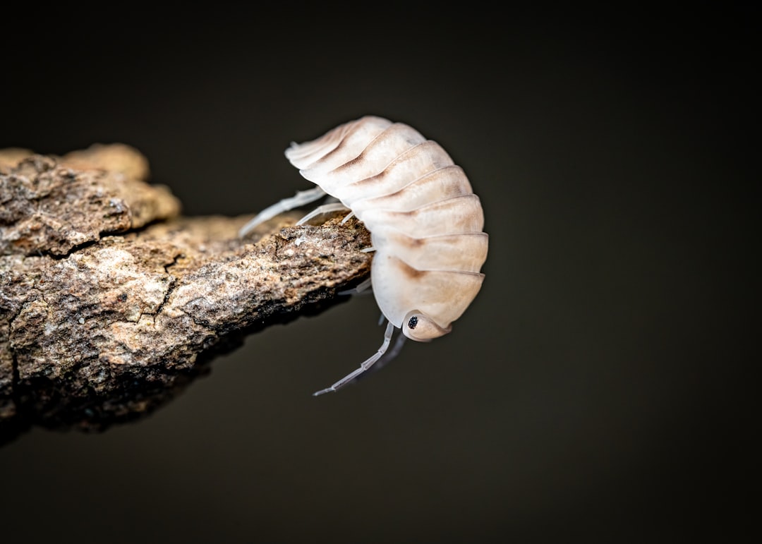 Silkworm