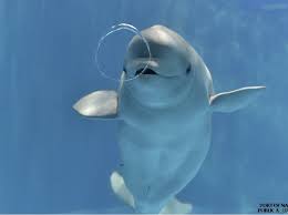 시로토리 정원 &amp; 나고야 항 아쿠아리움 사진들