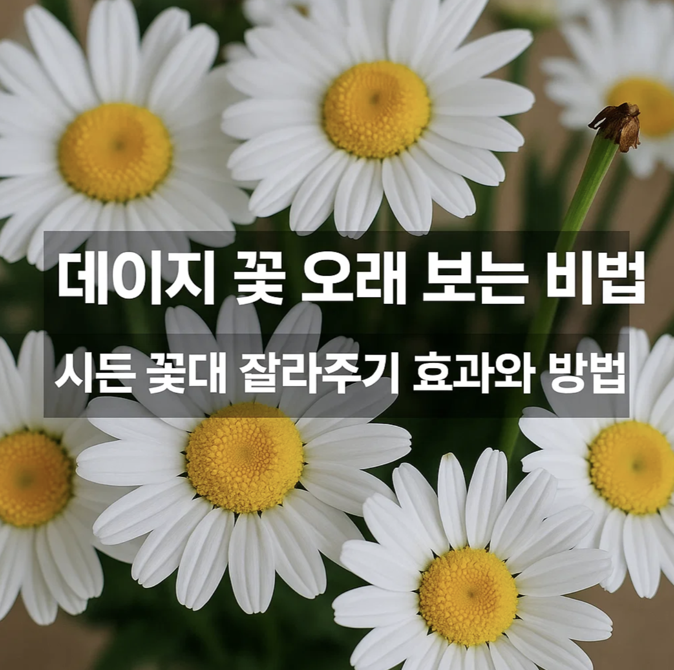 데이지 꽃 오래 보는 비법, 시든 꽃대 잘라주기 효과와 방법