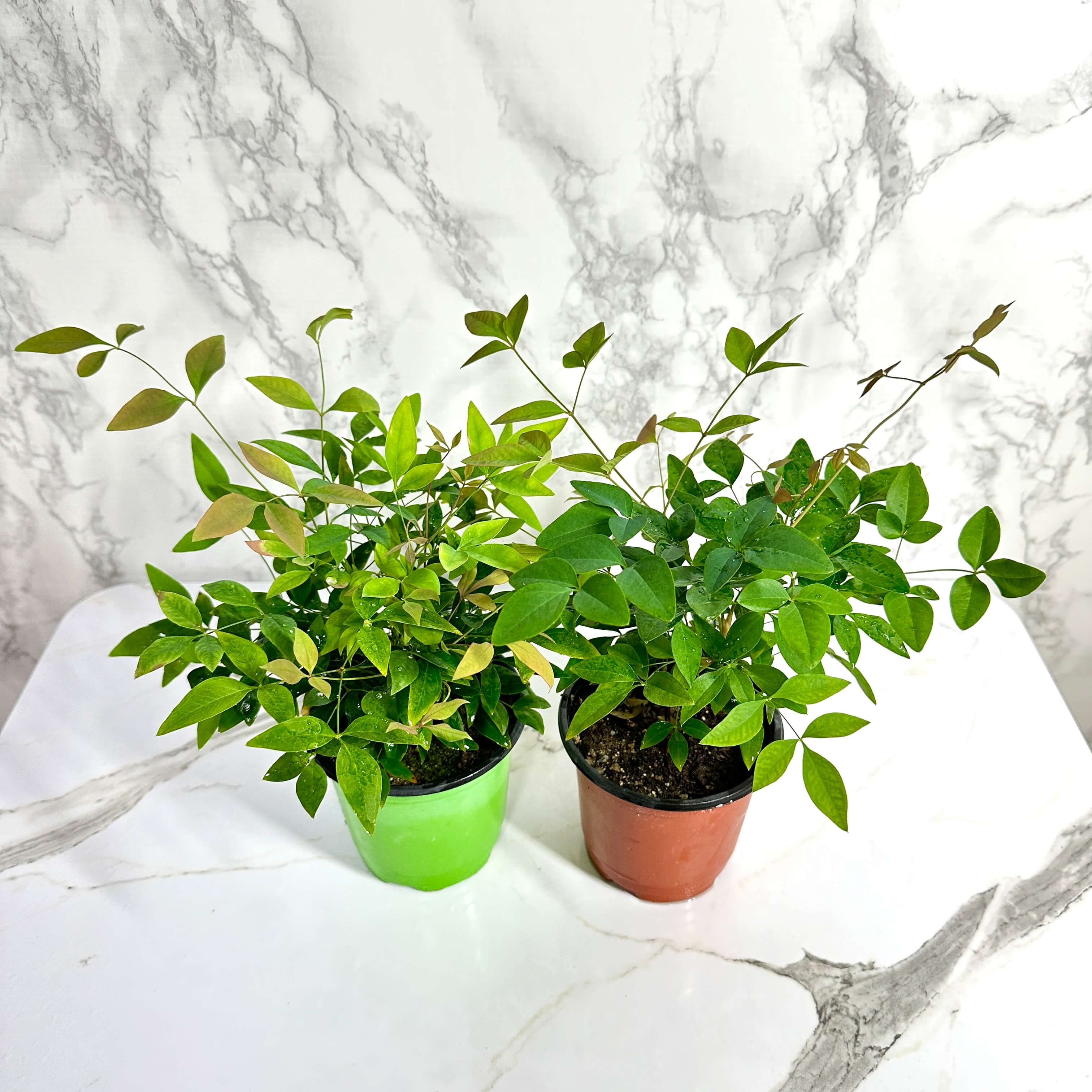 남천 나무 키우기