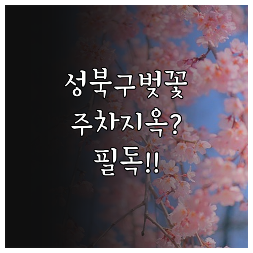 서울 성북구 벚꽃 개화 시기 및 주요..