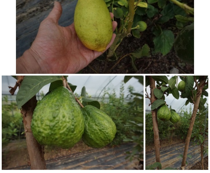 하동-박철경-열대정글농장-망고바나나-핑거라임