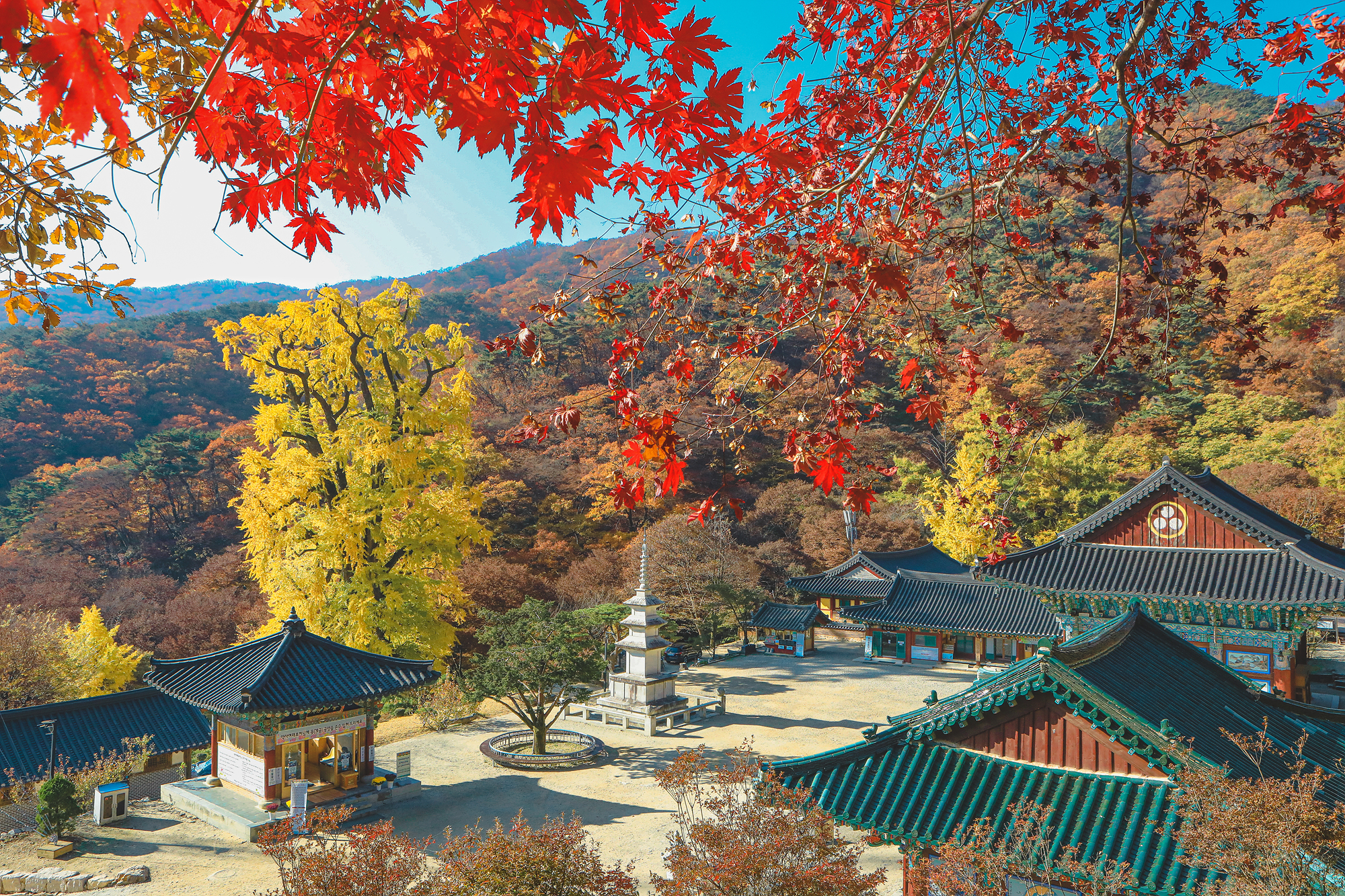 양평 용문사 은행나무