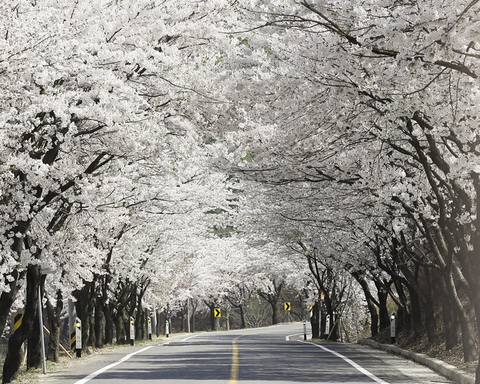 벚꽃 개화시기 2023