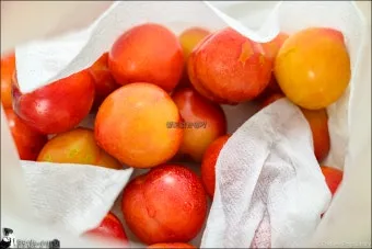 자두 보관법 수확시기 효능 자두청 만들기_18