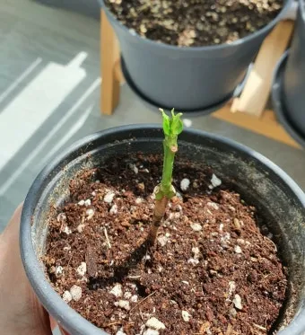 물꽂이 삽목 성공률높이기 깨끗한물 교체주기 빛관리 요령_10