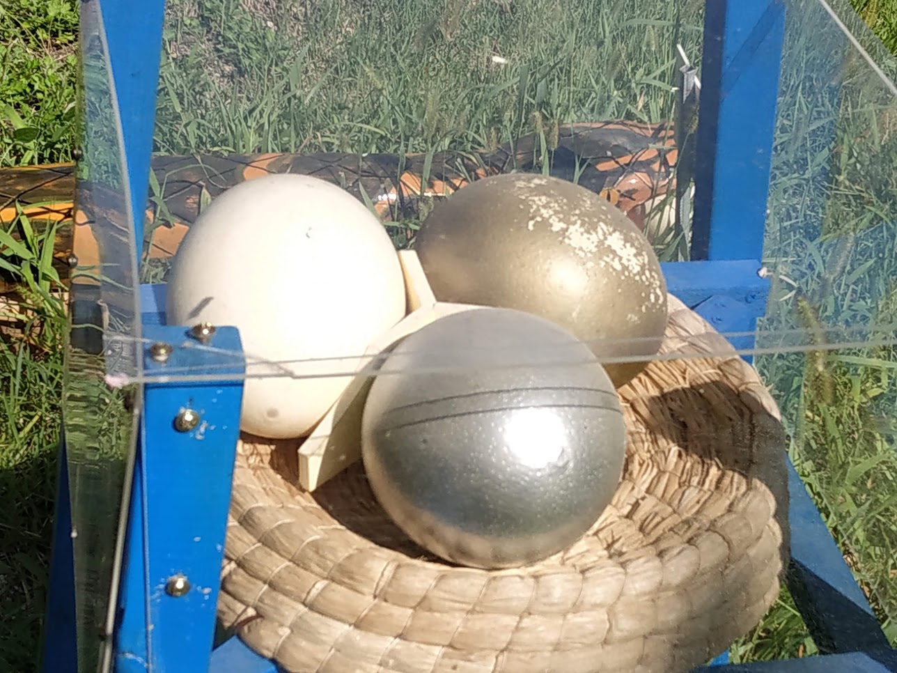 해운대 수목원. 타조알