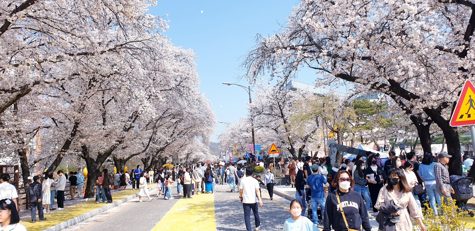 안동 벚꽃축제 여행기: 봄의 정취와 전통이 어우러진 완벽한 여행 🌸