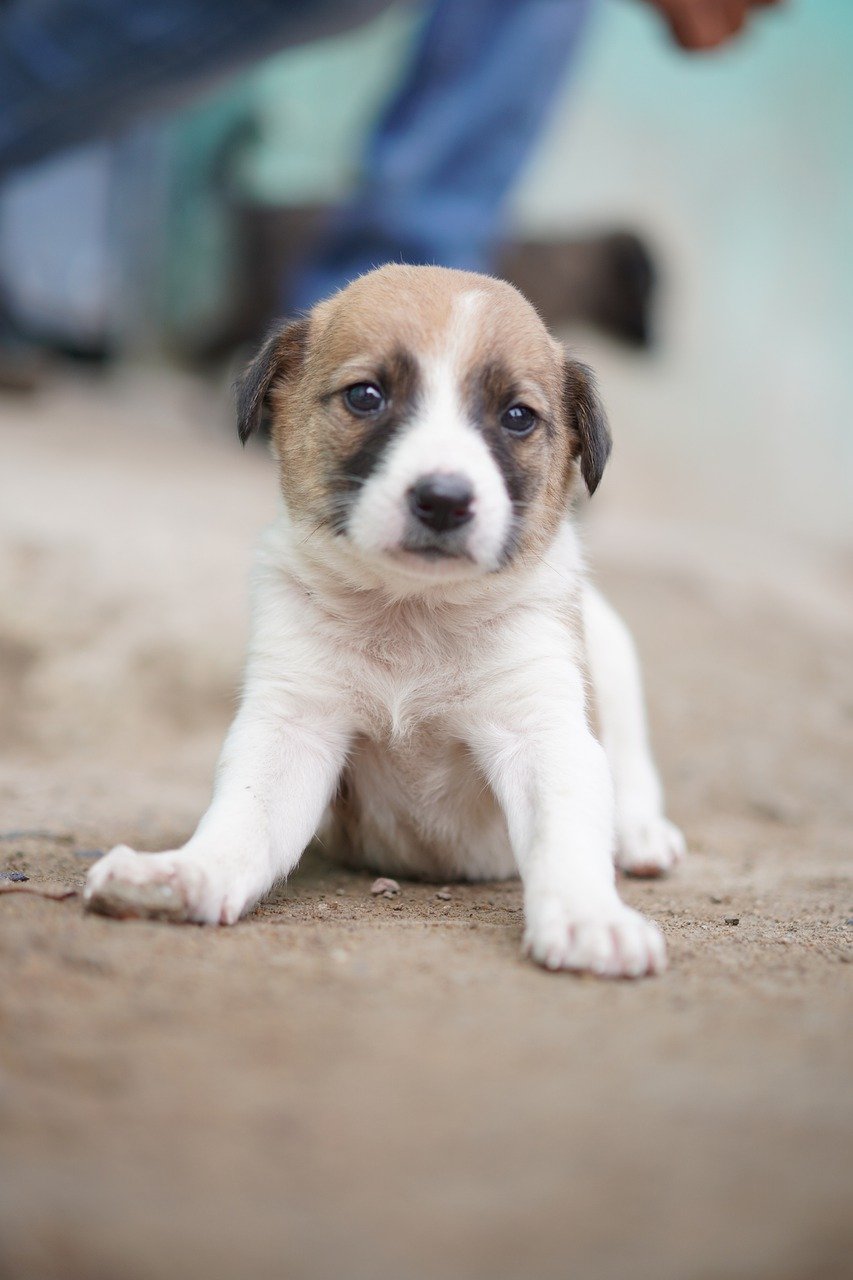 반려견 귀 염증&amp;#44; 병원만큼 중요한 홈케어 가이드