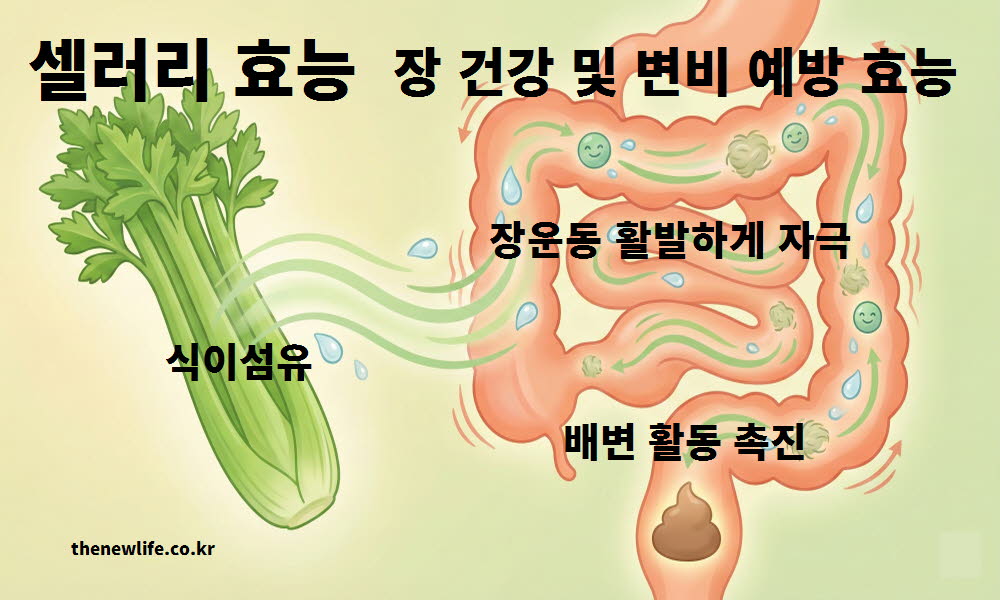 셀러리 효능이 쾌적한 장 건강을 돕고 변비 예방에 탁월함을 설명하는 이미지