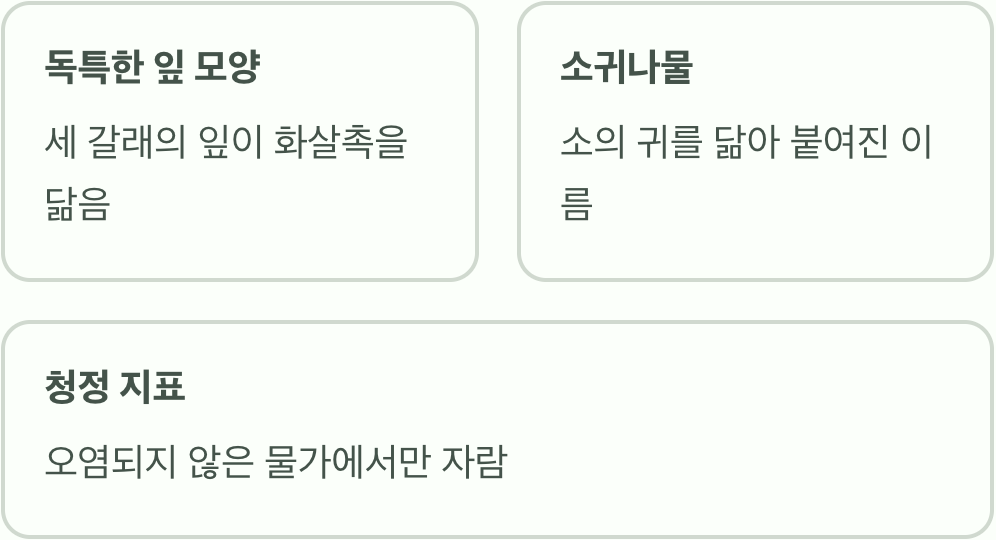 &amp;#39;화살촉&amp;#39;을 닮은 잎&amp;#44; 이름의 비밀