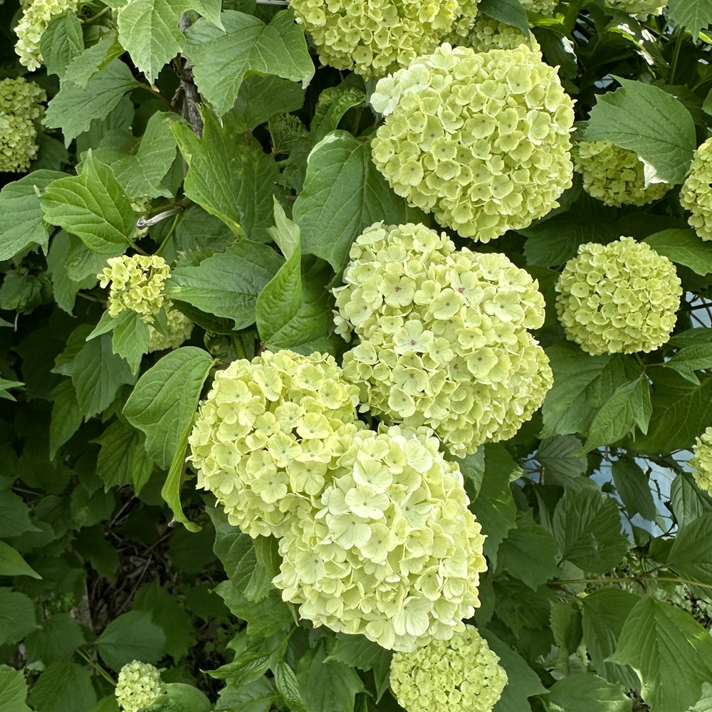 불두화 키우기 수국 꽃 목수국 