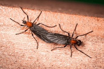 러브버그발생원인-이유