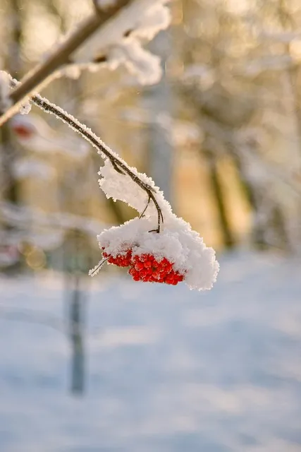 마가목 열매 효능 먹는 법 부작용 포함 10가지 정리_6