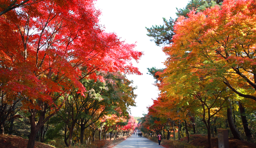 천안 독립기념관 단풍나무숲길