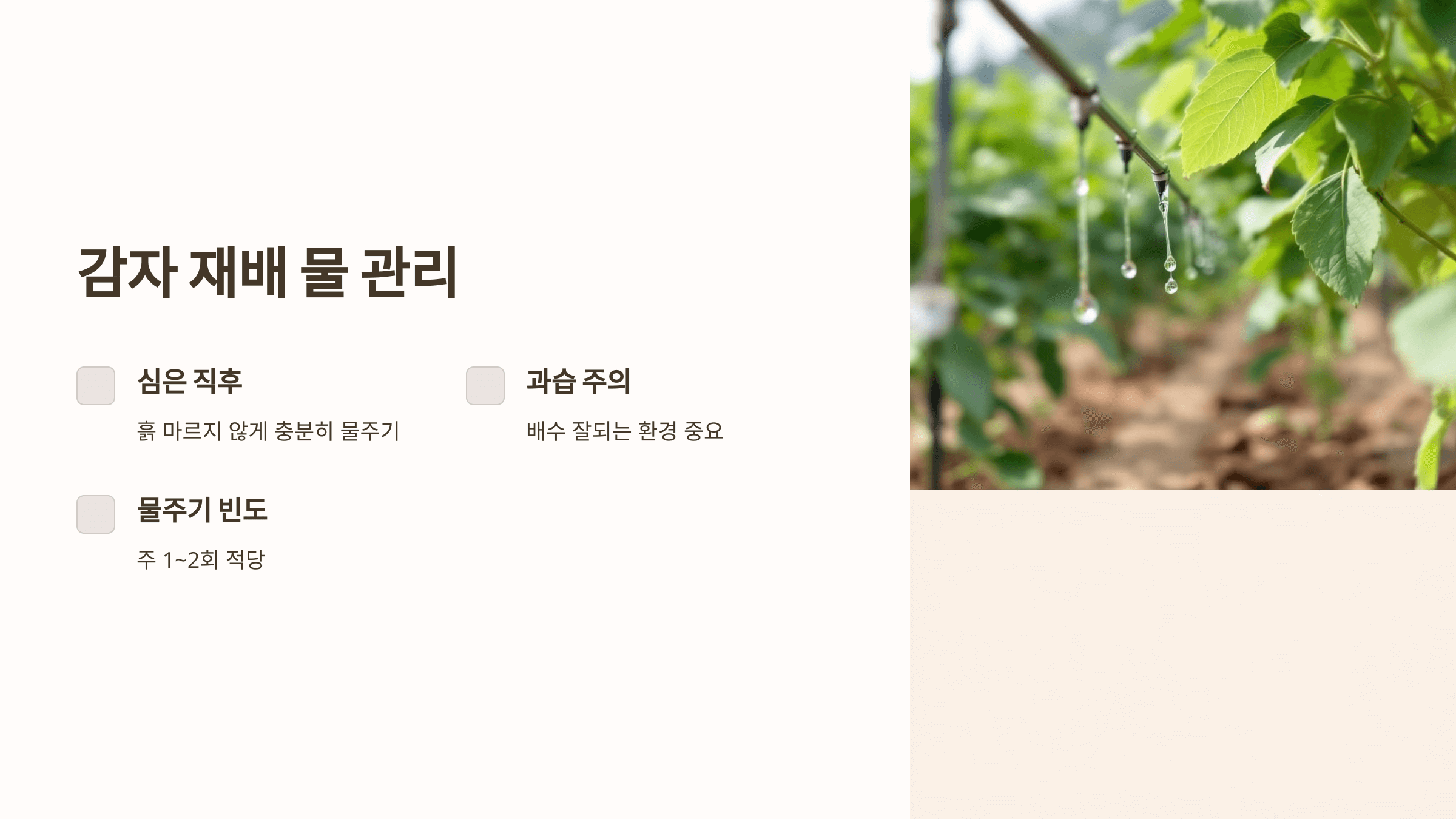 감자 사진입니다.