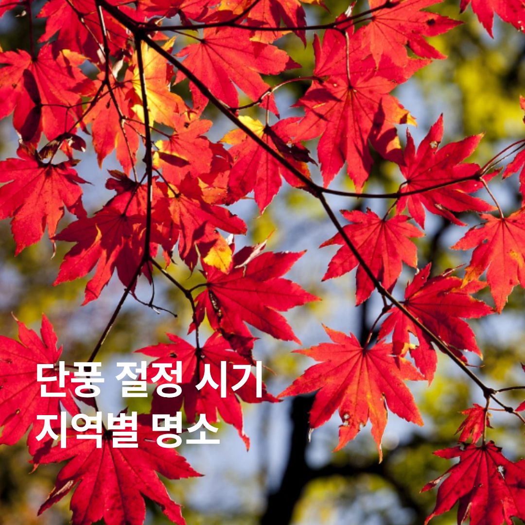 2025 단풍 절정 시기 완벽 정리 : 지역별 명소와 여행 팁까지
