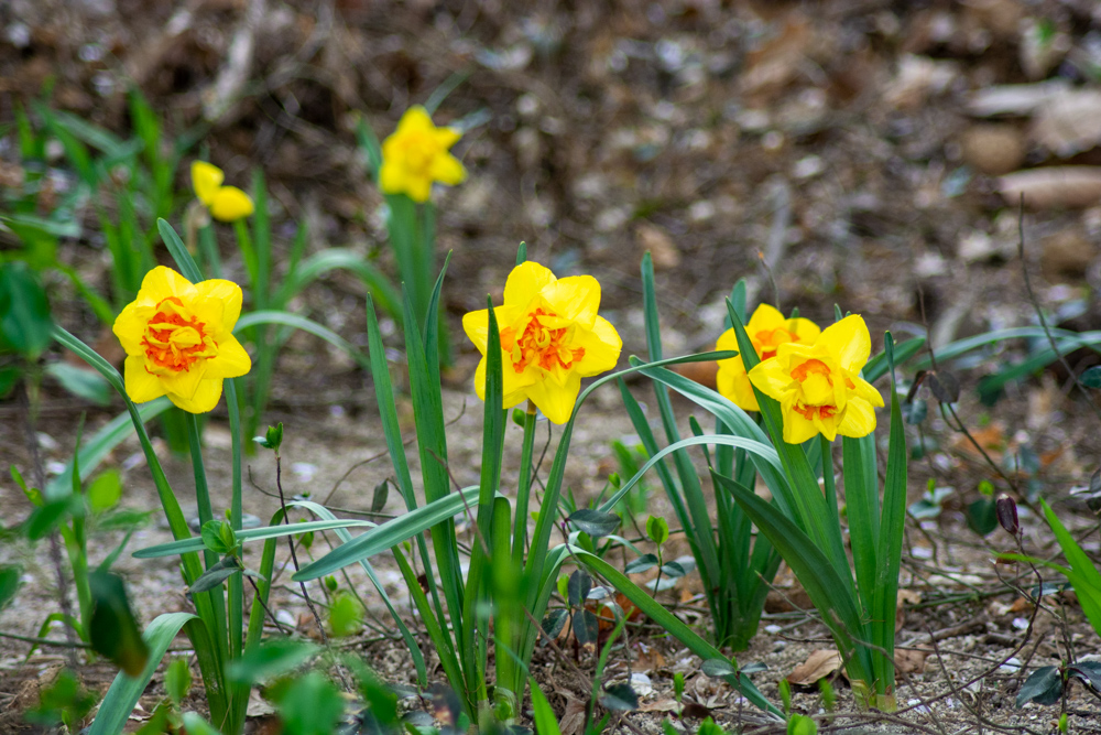 왜 나이들면 꽃 사진을 많이 찍을까?