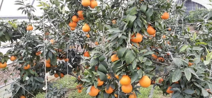 황금향 재배 개화기 관리 수분 수정 과실 비대_1