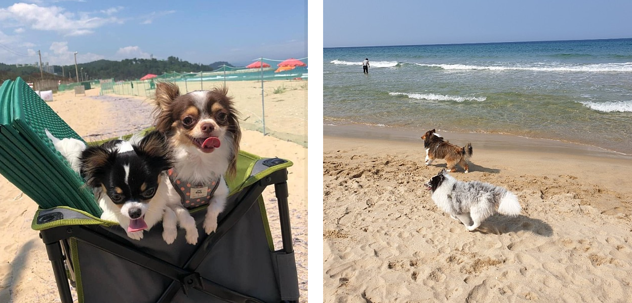 애견동반 해수욕장 이용 준비물 체크리스트