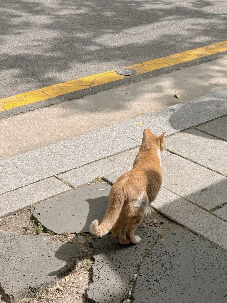 한국 길고양이